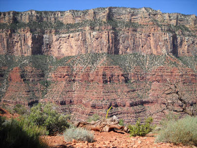 Photo of vegetation in stripes on the face of the Grand Canyon.